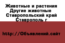 Животные и растения Другие животные. Ставропольский край,Ставрополь г.